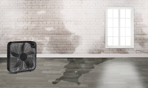 Best Flood damage cleanup  in Lawrence, MA